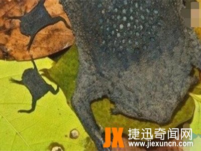最恶心的动物琵琶蟾蜍