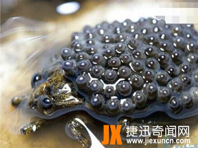 最恶心的动物琵琶蟾蜍