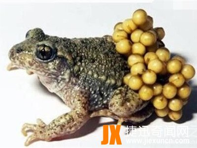 最恶心的动物琵琶蟾蜍