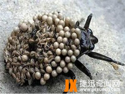 最恶心的动物琵琶蟾蜍