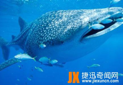 世界上最大的鲨鱼(鲸鲨)，世界上最大的鲨鱼有多大呢