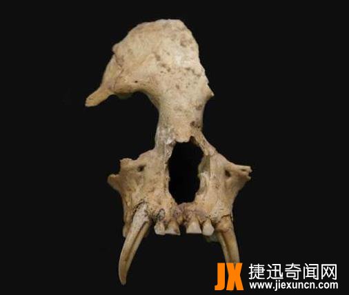 始皇祖母陪葬墓发现已灭绝新种属长臂猿遗骸