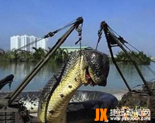 秦岭隧道未解之谜,秦岭隧道灵异事件挖出大蛇
