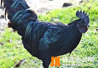 世界上最贵的鸡,一只600多万号称鸡中的"兰博基尼"