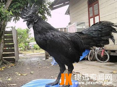 世界上最贵的鸡,一只600多万号称鸡中的"兰博基尼"