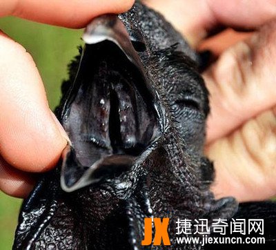 世界上最贵的鸡,一只600多万号称鸡中的"兰博基尼"