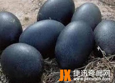 世界上最贵的鸡,一只600多万号称鸡中的"兰博基尼"