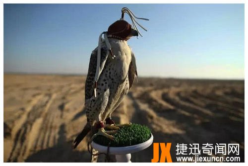 见识下最费钱的宠物,唯迪拜土豪专属