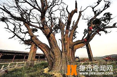 中国最长寿的树   www.jiexuncn.com