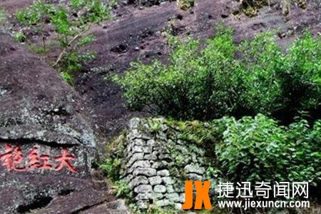 中国最贵的树  www.jiexuncn.com