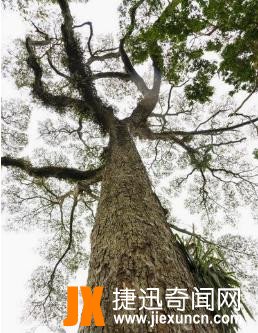 中国最高的树  www.jiexuncn.com