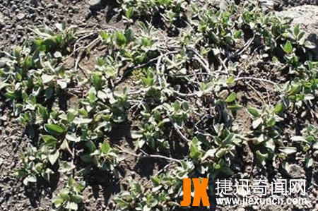 中国最矮的树  www.jiexuncn.com
