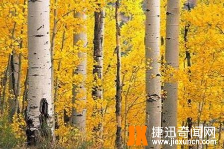 中国最硬的树  www.jiexuncn.com