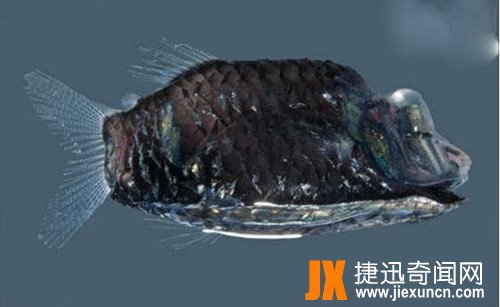 解密“幽灵鱼”之神秘,深海鱼种的奇特鱼类