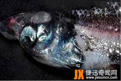 解密“幽灵鱼”之神秘,深海鱼种的奇特鱼类
