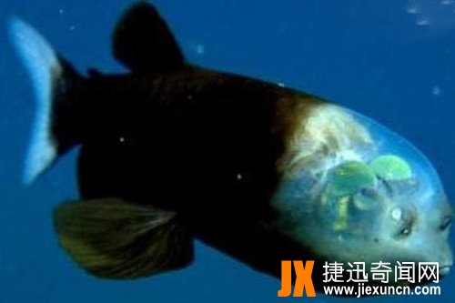 解密“幽灵鱼”之神秘,深海鱼种的奇特鱼类
