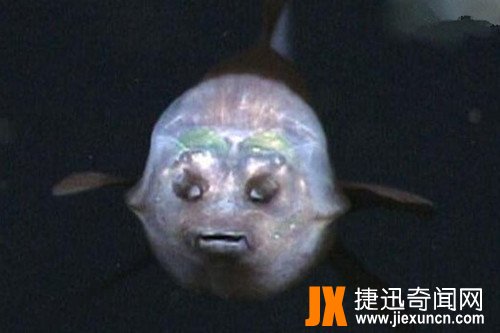 解密“幽灵鱼”之神秘,深海鱼种的奇特鱼类