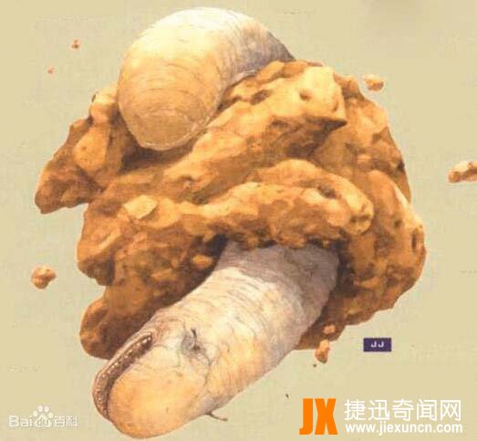 太空蛞蝓，长900米的神秘外星生物(吞噬地球)