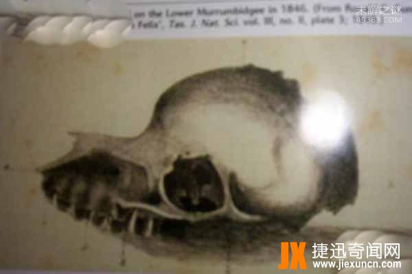 幻兽本耶普,潜伏在湖泊河流和沼泽中的水陆两栖怪兽