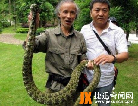 莽山烙铁头蛇,被誉为"蛇类的大熊猫"!