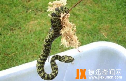莽山烙铁头蛇,被誉为"蛇类的大熊猫"!