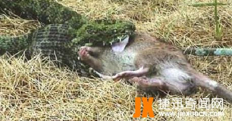 莽山烙铁头蛇,被誉为"蛇类的大熊猫"!