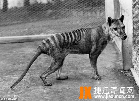 塔斯马尼亚虎，摄影师拍到灭绝81年的袋狼？