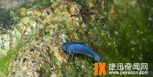 魔鳉,世界上最稀有最罕见的鱼,目前仅剩下37条