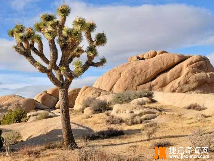 魔鳉,世界上最稀有最罕见的鱼,目前仅剩下37条