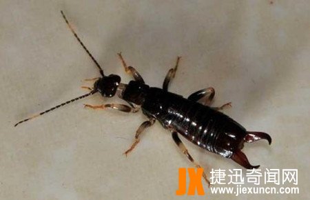 蠼螋,蠼螋有毒吗?蠼螋咬人吗?蠼螋会吃人大脑是真的吗?