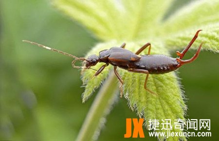 蠼螋,蠼螋有毒吗?蠼螋咬人吗?蠼螋会吃人大脑是真的吗?