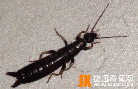 蠼螋,蠼螋有毒吗?蠼螋咬人吗?蠼螋会吃人大脑是真的吗?