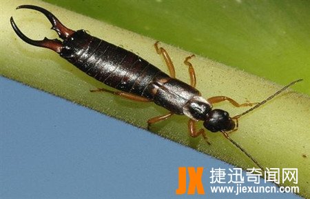 蠼螋,蠼螋有毒吗?蠼螋咬人吗?蠼螋会吃人大脑是真的吗?