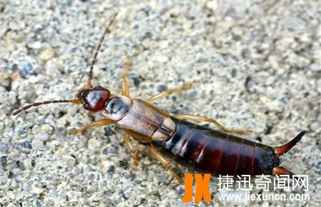 蠼螋,蠼螋有毒吗?蠼螋咬人吗?蠼螋会吃人大脑是真的吗?