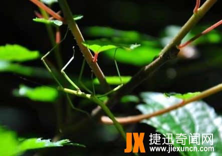 竹节虫毒死牛的真相竟是这样