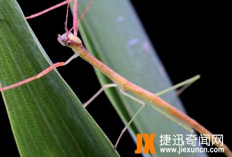 竹节虫毒死牛的真相竟是这样