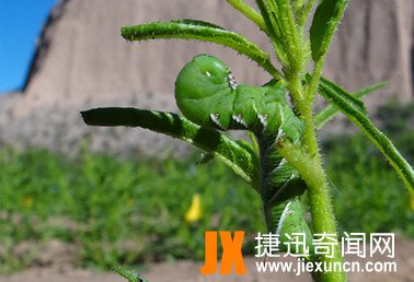 毛虫“烟草天蛾”靠口臭吓跑捕食者