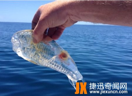 樽海鞘:透明的"果冻鱼",海洋无脊椎动物