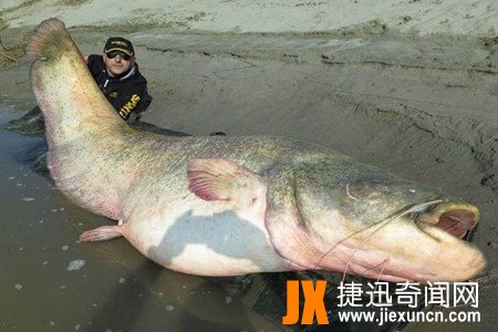 意大利巨型鲶鱼