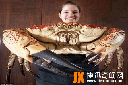 塔斯马尼亚帝王蟹