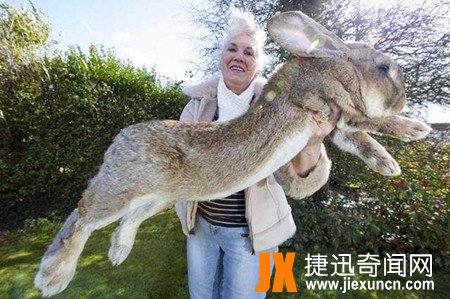 巨型兔子