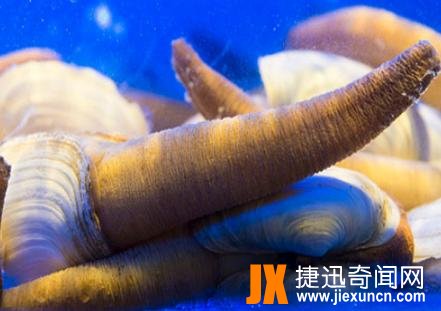 绿茸线蛇