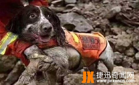 地震搜救犬全部遭处死是真的吗，英雄犬废墟里救人内脏被压碎（有余震发生）