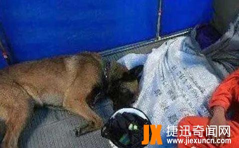 地震搜救犬全部遭处死是真的吗，英雄犬废墟里救人内脏被压碎（有余震发生）