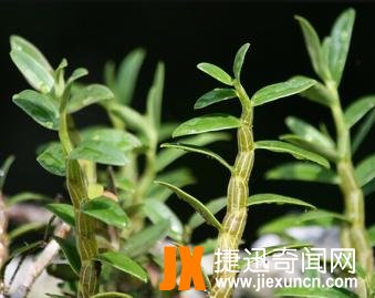 世界五大名贵中草药,最贵的中药材每斤40万