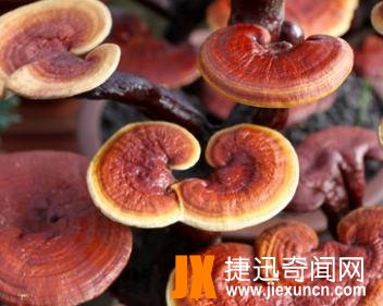 世界五大名贵中草药,最贵的中药材每斤40万
