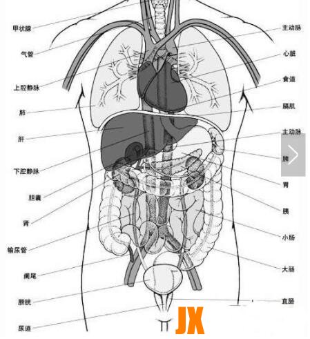 人体器官分布图：五脏六腑高清图片大全