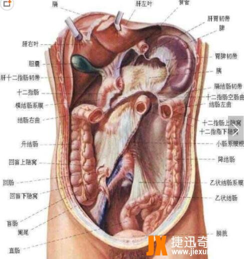 人体器官分布图：五脏六腑高清图片大全