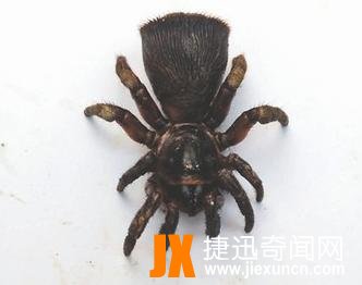 里氏盘腹蛛
