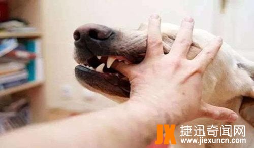 狗狗开口叫人